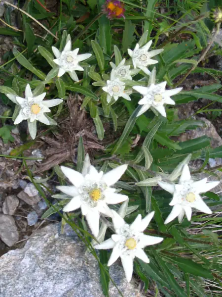 edelweiss lac doo