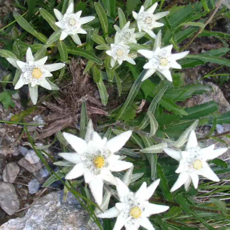 edelweiss lac doo2